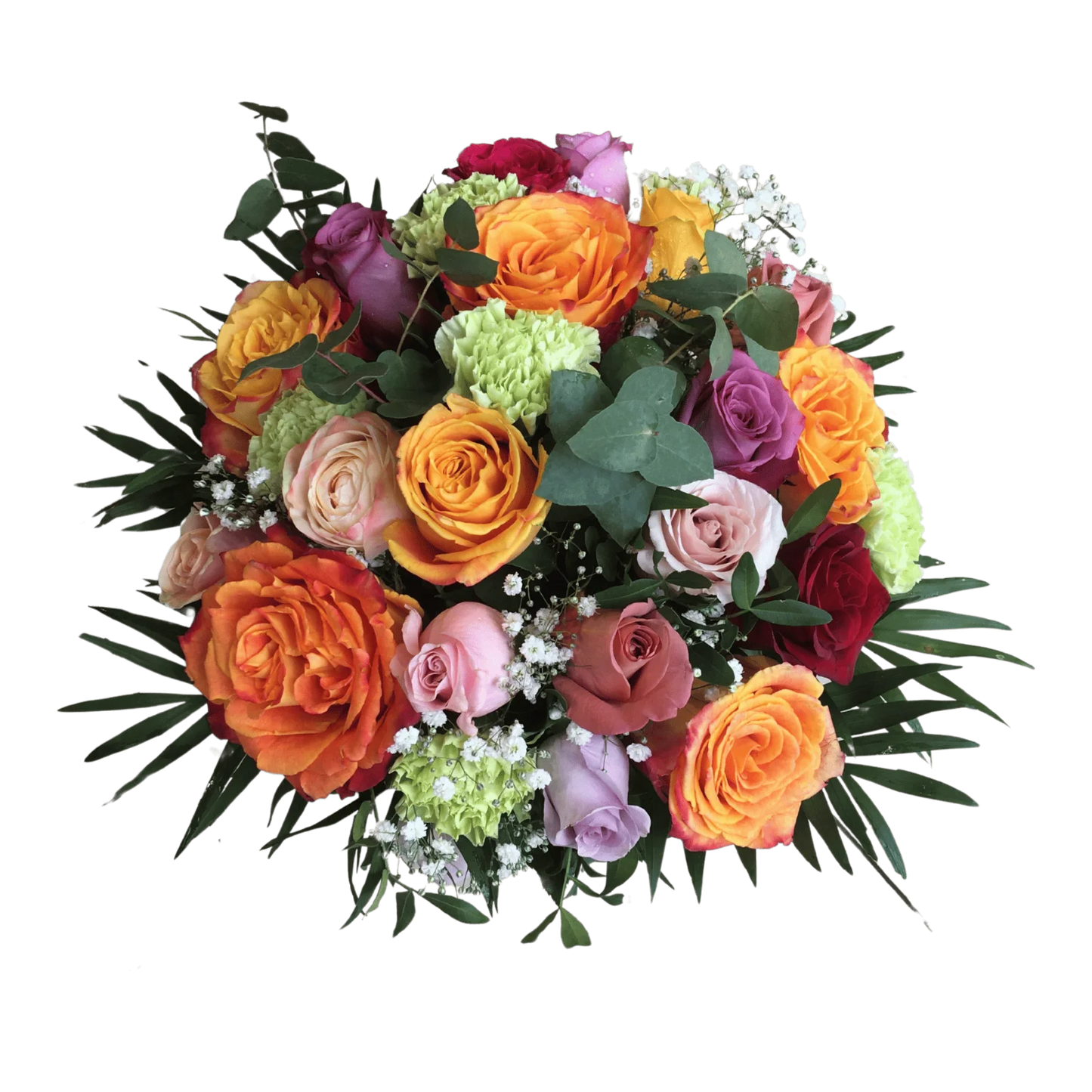 Dianthus