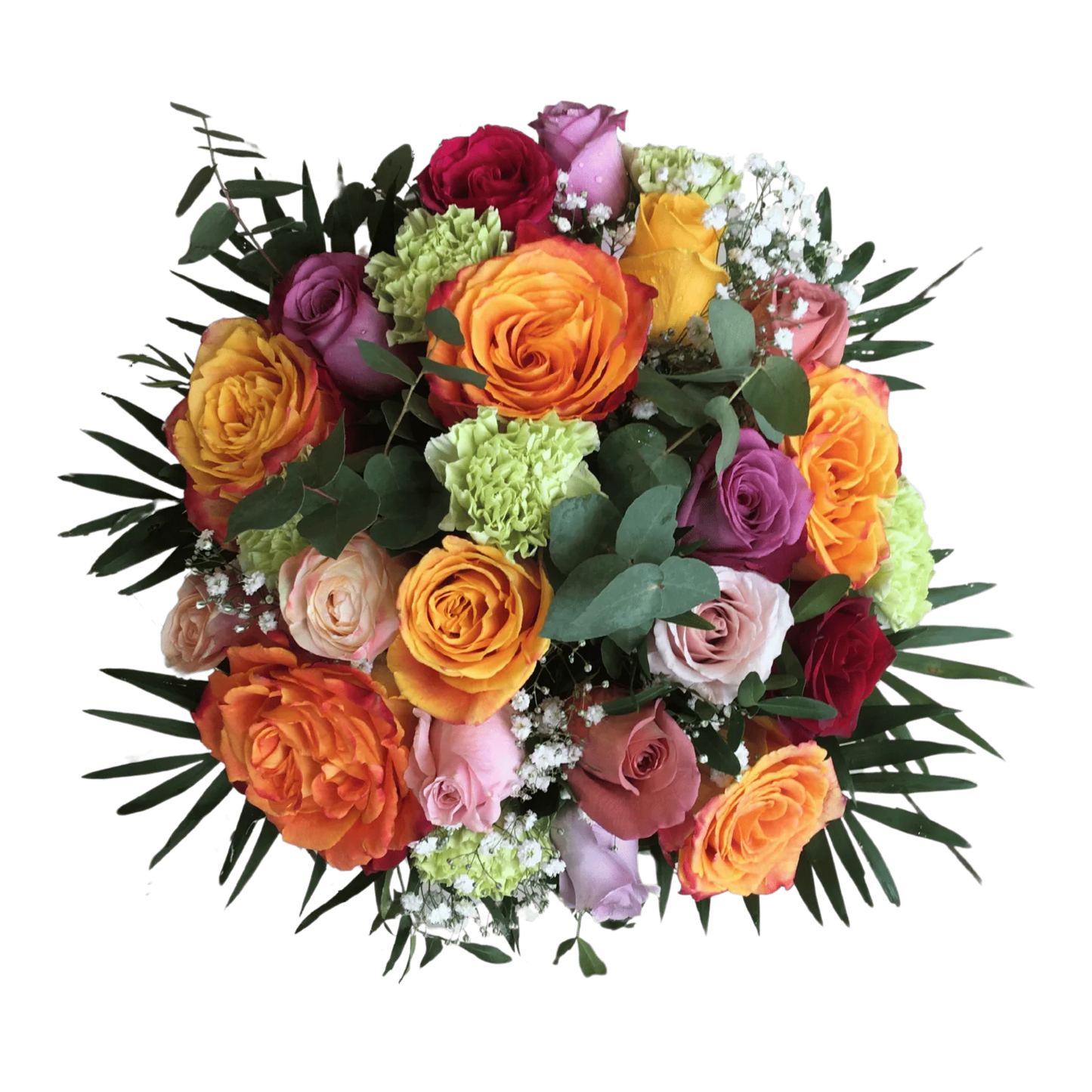 Dianthus