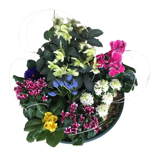 Coupe Hellébore , Halle Brauhauban Tarbes 65 Hautes-Pyrénées