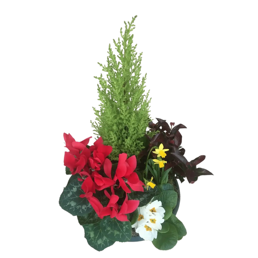 Coupe plantes Regrets, Halle Brauhauban Tarbes 65 Hautes-Pyrénées