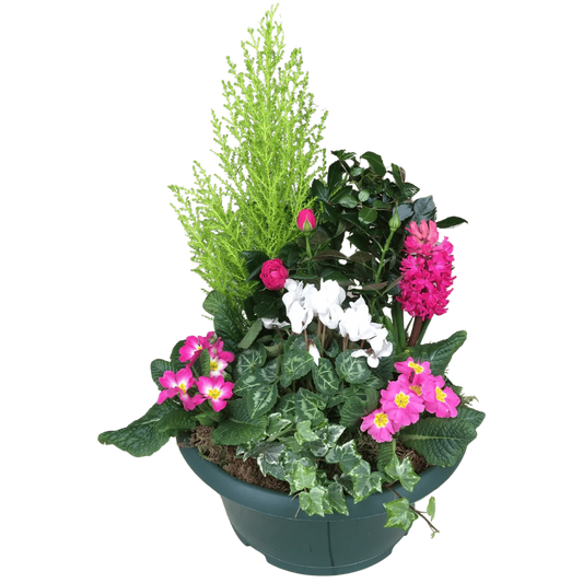 Coupe plantes Souvenir colorée, Halle Brauhauban Tarbes 65 Hautes-Pyrénées