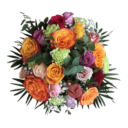 Dianthus